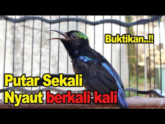 KONIN GACOR FULL TEMBAKAN || COCOK UNTUK MASTERAN & PANCINGAN KOLIBRI NINJA BAHAN