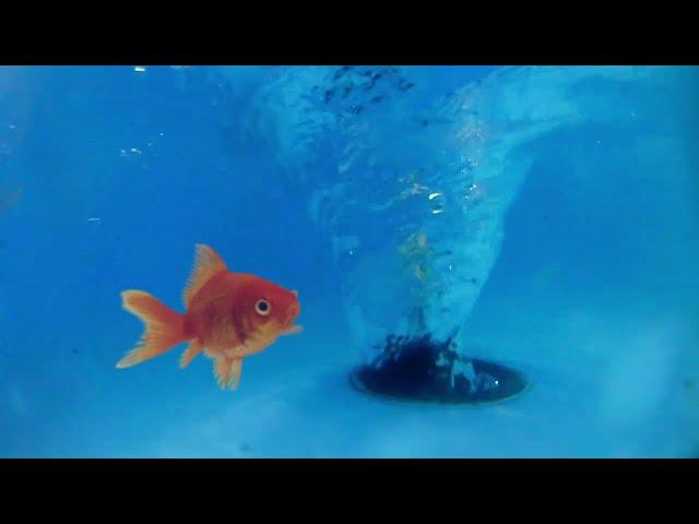 satisfying whirlpools and fish.  water vortex.  whirlpool experiment.