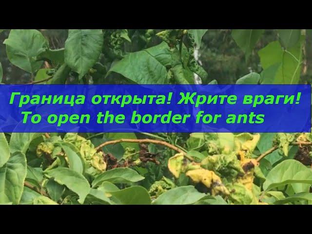 Муравьиные тропы: кушать подано!/To open the border for ants