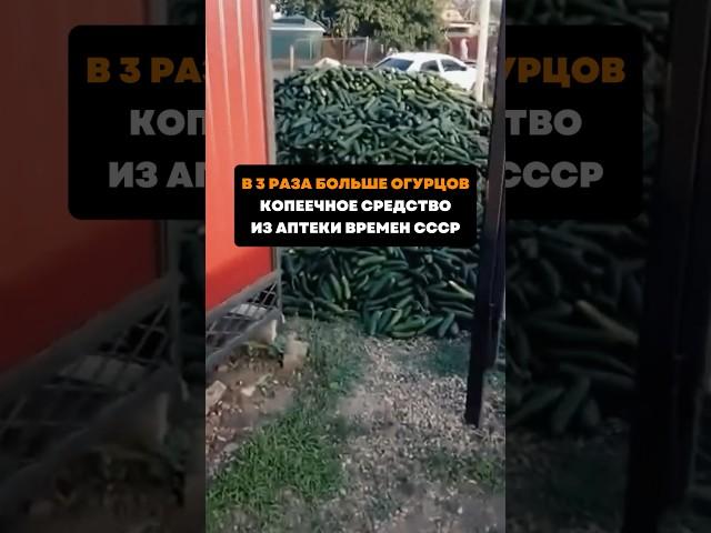 В 3 раза больше огурцов .Копеечное средство из аптеки времен СССР#дача#сад