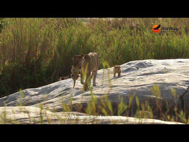 Babysitter Lioness Hands Over to the Ultimate Mom – Incredible Kruger Safari Moment!