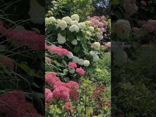 #Гортензия древовидная в нашем саду #гортензия #цветы #garden #сад #ландшафтныйдизайн
