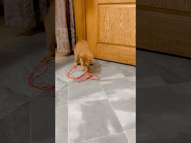 #cat #gugu playing with the rope🪢
