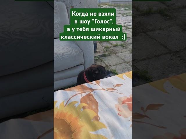 Собака поёт #shorts #собака #ялюблюсобак  #песни #dog #song #pets