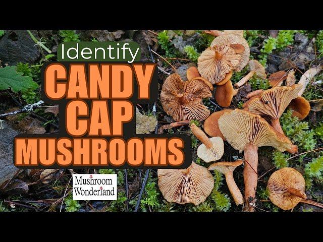 Candy Cap Mushroom Identification- Natures Candy