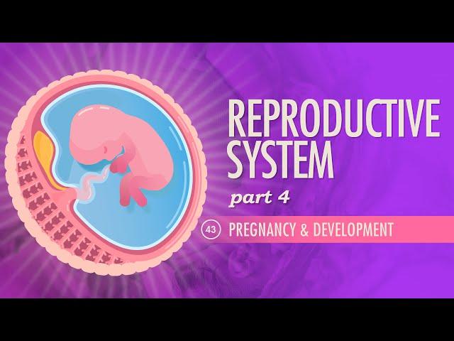 Reproductive System, Part 4 - Pregnancy & Development: Crash Course Anatomy & Physiology #43