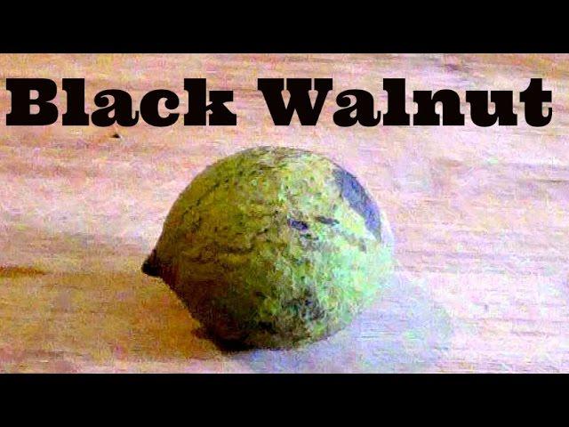 Black walnut review - Weird Fruit Explorer - Ep 126