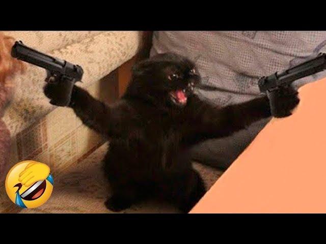 THE FUNNIEST PET VİDEOS OF THE YEAR!  | BEST COMPİLATİONSPART 8