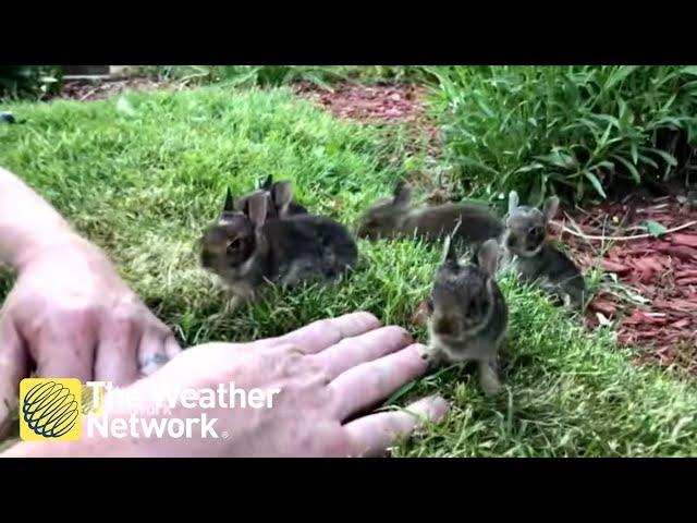 Man coaxes nest of 6 cute baby bunnies out from his garden