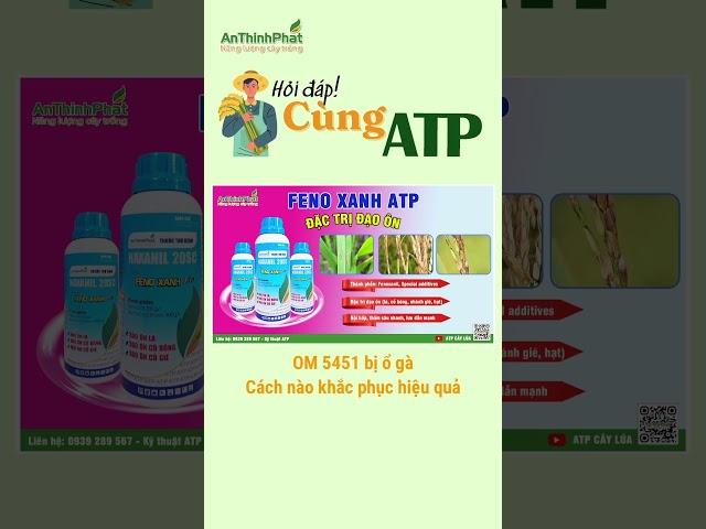 Cách Khắc Phục Ổ Gà Cho Giống Lúa OM 5451 | An Thịnh Phát