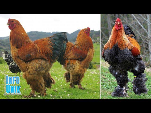 7 JENIS AYAM TERBESAR DI DUNIA