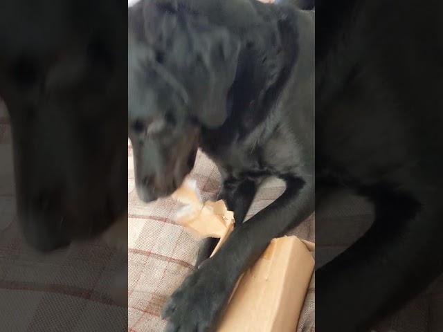 Marvin enjoys some box shredding. Stress relief. Film my walkies. #labradorlife #mydog