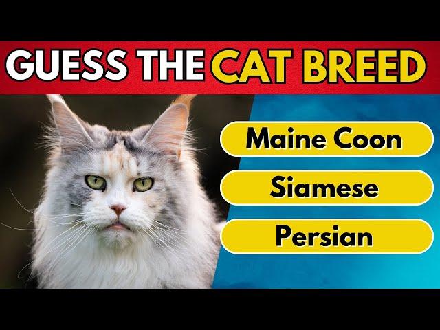 Guess The Cat Breed In 10 seconds | 50 Cats breeds | Multiple Choice