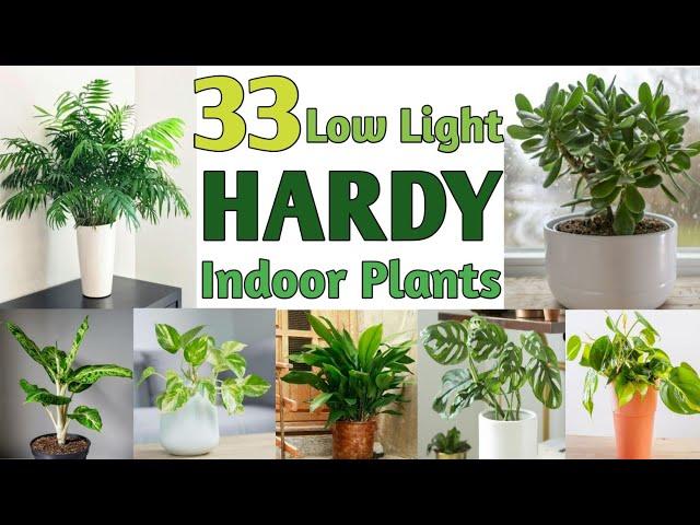 33 Low Light Hardy Indoor Plants | Best Hardy Indoor Plants | Plant and Planting