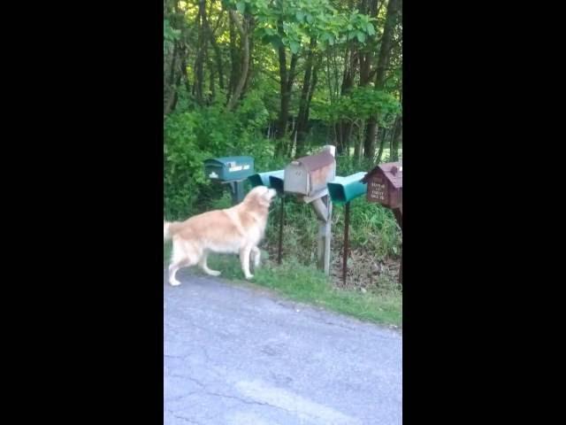 Samson, the Golden Retriever getting the newspaper