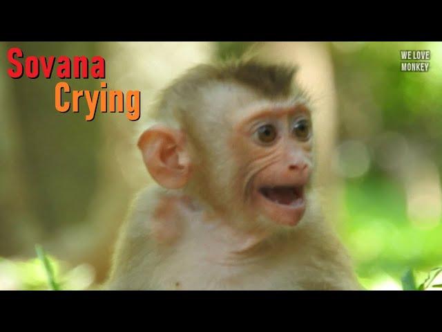 Abandoned Baby Monkey Sovana Screaming & Crying to Take Her Back, Papa Lin Hide From Sovana in Troop