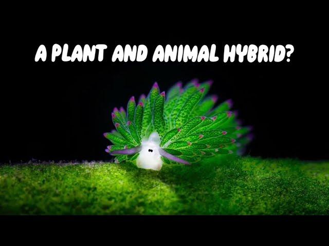 All Things Sea Sheep - Animal and Plant hybrids!