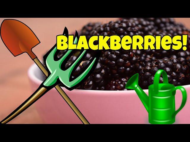 GROWING BLACKBERRIES IN CONTAINERS  The Ultimate Guide (Planting) 