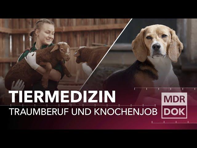 Tiermedizin in Leipzig – Traumberuf und Knochenjob | Entdecke den Osten | MDR DOK