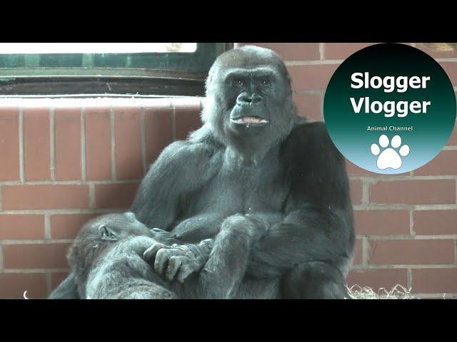 Gorilla Mother Patiently Breastfeeds Four Year Old Son