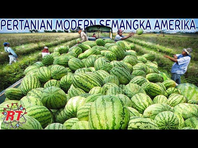 Watermelon CULTIVATION ON LARGE AGRICULTURE AND EXTENSIVE MODERN TECHNOLOGY