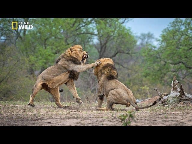 African Lions | National Geographic Documentary