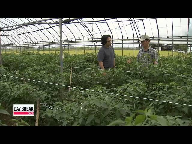 Korean organic farmers see fruitful results