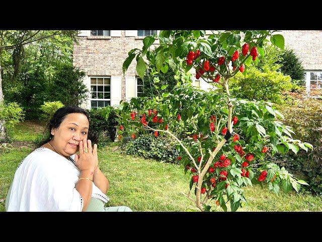 For Hot pepper  lovers: A bountiful harvest, Cincinnati Kitchen Garden. Ghost peppers ️.