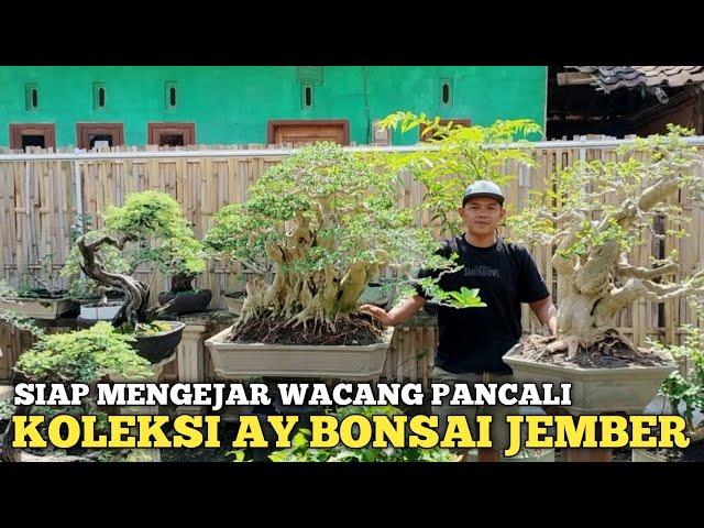 SIAP MENGEJAR BONSAI PANCALI!! SUPER MEWAH KOLEKSI AY BONSAI JEMBER