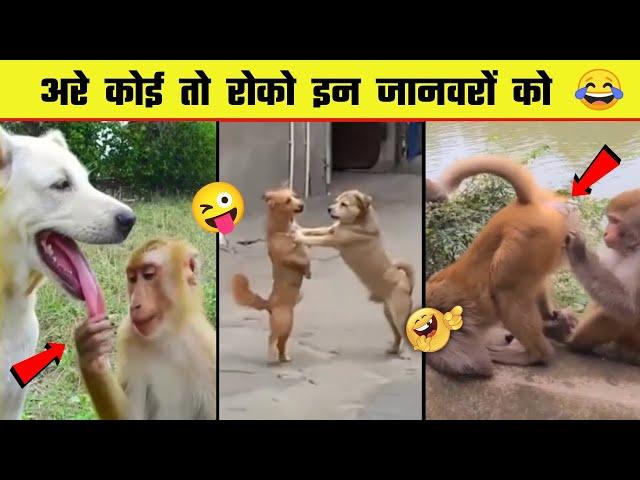  इन जानवरों से पंगा ना बाबा ना | Funny Animal Videos 2023 - Part 10