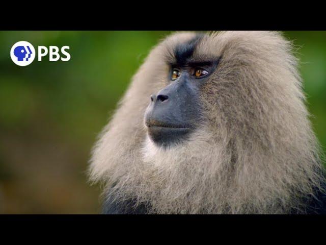 Macaque Cons Squirrel Into a Free Meal