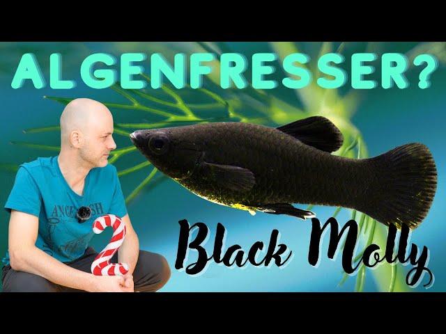 Die Black Edition gegen Algen | Der Black Molly - Poecilia sphenops | ADVENTdicted! Türchen 2