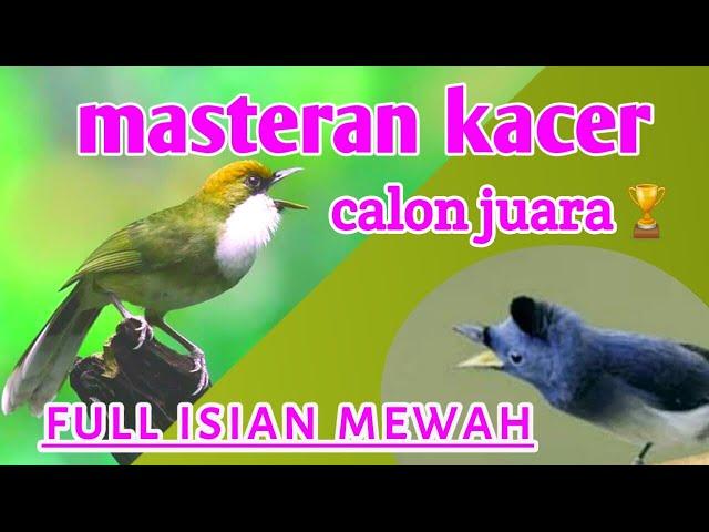 Masteran kacer juara nasional full isian mewah