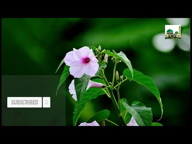 Amar Monmo Jaiya Re  | Bangla Gojol | Islamic Song | Abdul Islamic Media