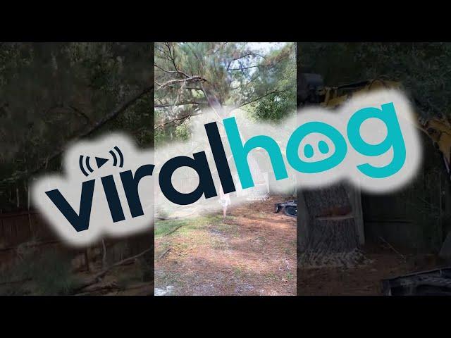 Felled Tree Falls On Fence And Shed || ViralHog