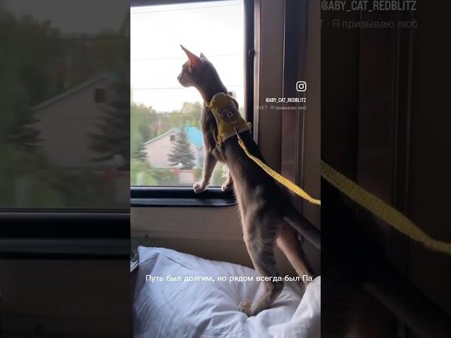 Котята из питомника абиссинских кошек - RedBlitz, на продажу #shorts