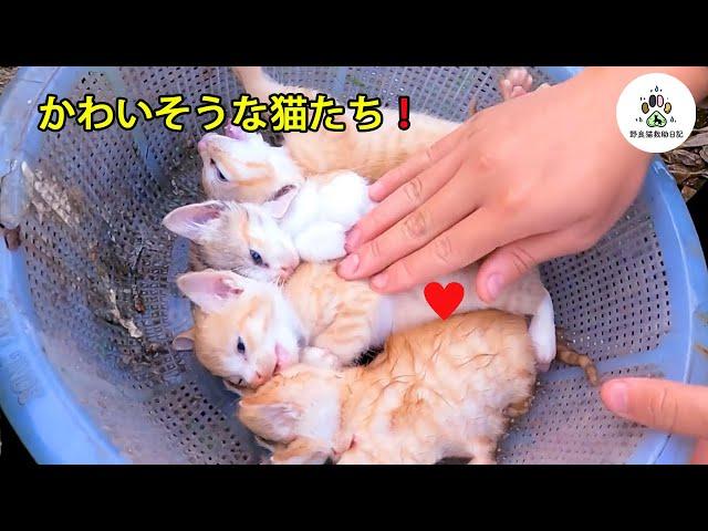 飼い主に溝へ投げ捨てられた猫、優しい兄に助けられる。心温まる結末