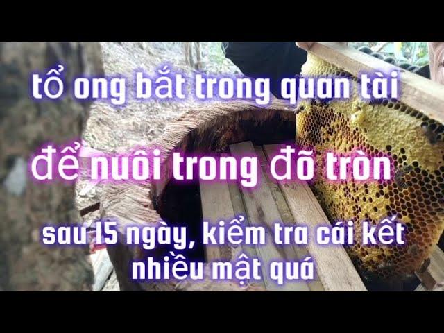 tổ ong bắt trong quan tài" để nuôi trong đõ tròn, sau 15 ngày kiểm tra và cái kết quá nhiều mật.