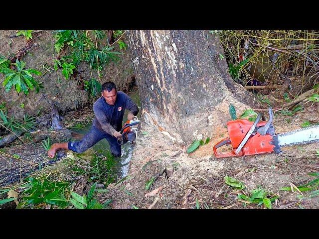 Exhausting ‼️ special rain tree in difficult terrain - STIHL & Husqvarna Chainsaw