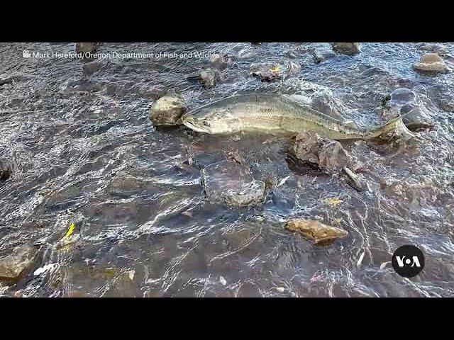 First salmon in century reach Oregon's Klamath Basin after dam removal | VOA News