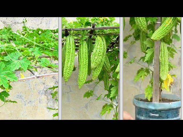 Grow Bitter Melon at Home Using Large Bottles: Perfect for Small Spaces!