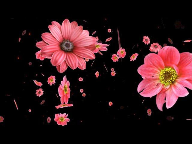 Falling flower background || 4k video | vmc Creation Network