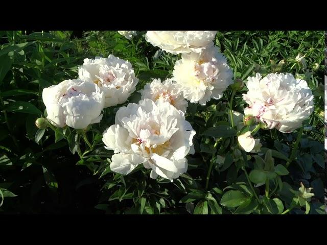 Пион ЧИНУК  Paeonia CHINOOK: обзор, описание, цветение, отзыв