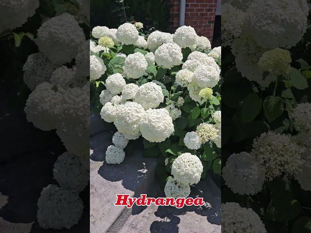 The Fully Bloom Most  Amazing Hydrangeas #youtubeshorts #youtube ##youtubehighfive