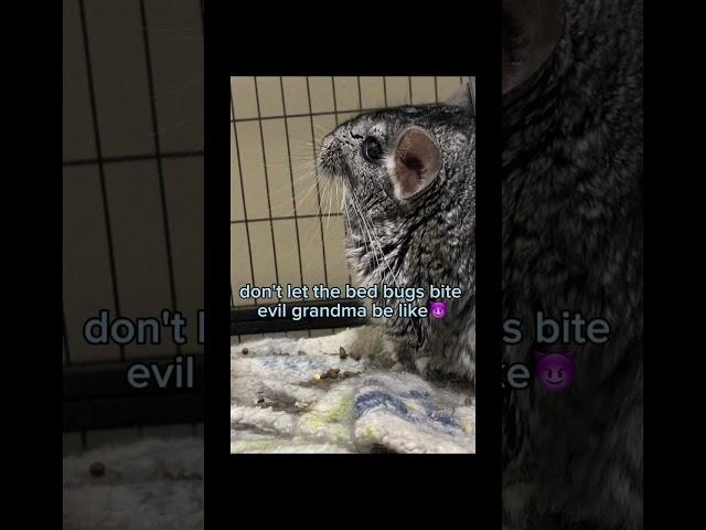 Don’t be that evil grandma#grandma #funny #chinchilla