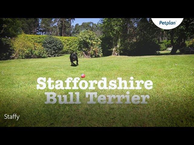 Staffordshire bull terrier information: Temperament, Lifespan & More | Petplan