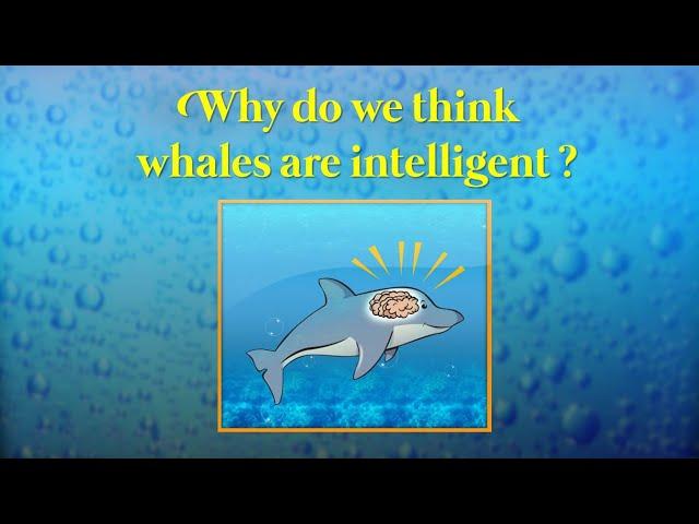 Evolution of brain and intelligence in Whales and Dolphins (Cetacea)