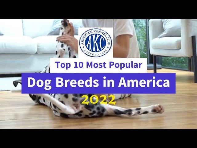 American Kennel Club's (AKC) Top 10 Most Popular Dog Breeds of 2022