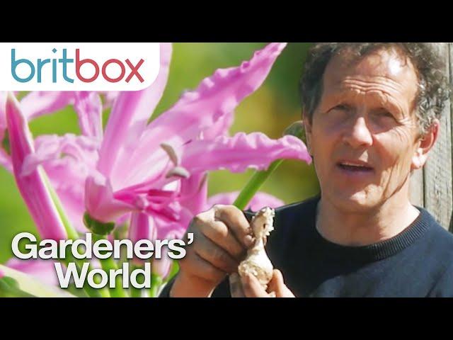 How To Grow Two Beautiful Flowers Which Bloom In September | Gardeners' World