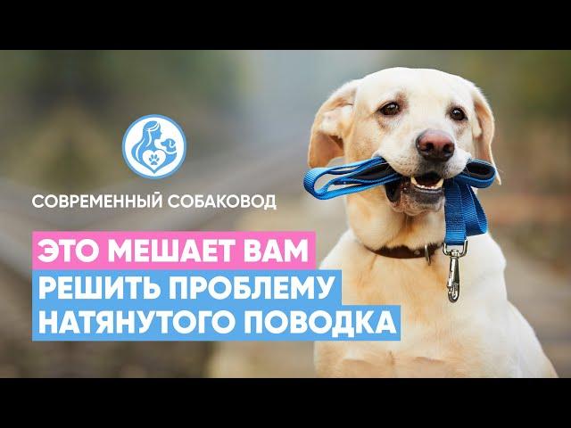 Эти ОШИБКИ мешают вам решить проблему натянутого поводка Что делать, если СОБАКА ТЯНЕТ ПОВОДОК?